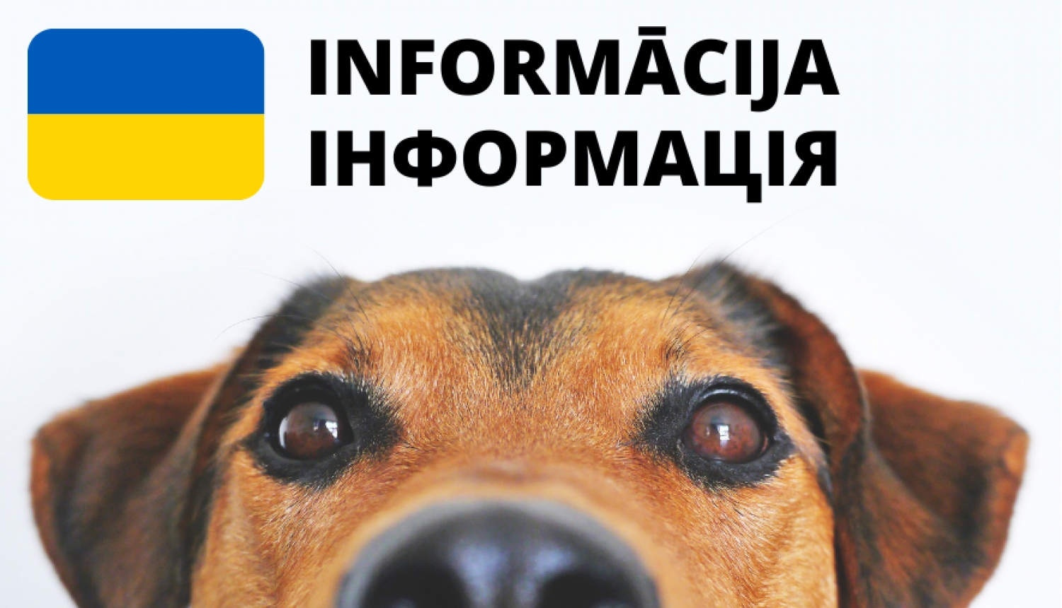 Ukraiņiem, kas ieceļojuši Latvijā ar mājdzīvnieku, jāvēršas pie veterinārārsta