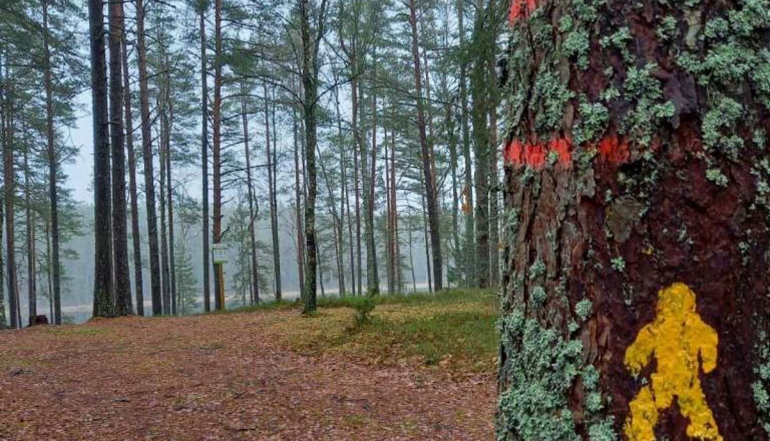 Olimpisko pārgājienu maršruti Latvijas valsts mežos | LRTV sižets