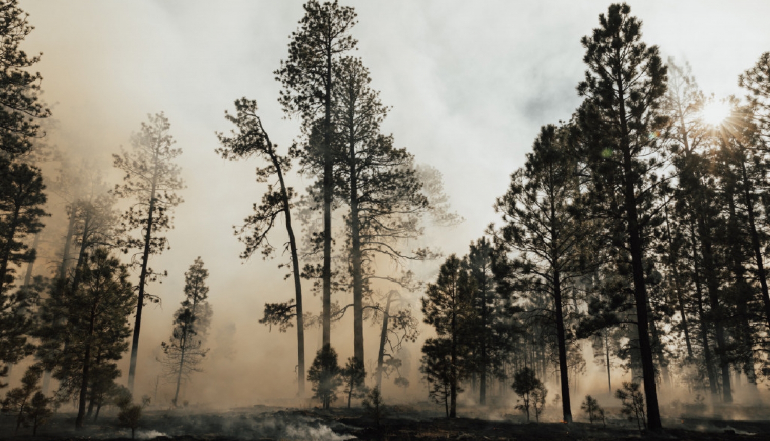 Mežos visā Latvijā ir augsta ugunsbīstamība